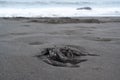 Black dead bird lies on the beach with black volcanic sand Royalty Free Stock Photo