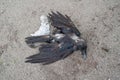 Black dead crow on the sand Royalty Free Stock Photo