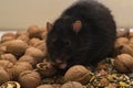 Black decorative rat with walnuts.