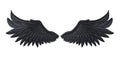 Black Demon Wings Isolated