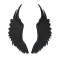 Black Demon Wings Isolated