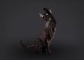 Black devon rex cat