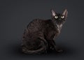 Black devon rex cat Royalty Free Stock Photo