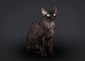 Black devon rex cat Royalty Free Stock Photo