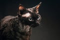 black Devon Rex cat on a dark background Royalty Free Stock Photo