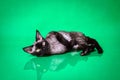 Black Devon Rex cat lying on green background Royalty Free Stock Photo