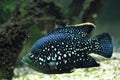 Black diamond cichlid Royalty Free Stock Photo