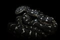 Black Diamond Python(Morelia spilota spilota), a breed that lives in southeastern Australia, on a black background Royalty Free Stock Photo