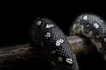 Black Diamond Python(Morelia spilota spilota), a breed that lives in southeastern Australia, on a black background Royalty Free Stock Photo