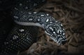 Black Diamond Python(Morelia spilota spilota), a breed that lives in southeastern Australia, on a black background Royalty Free Stock Photo