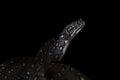 Black Diamond Python(Morelia spilota spilota), a breed that lives in southeastern Australia, on a black background Royalty Free Stock Photo