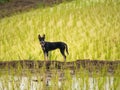 Black Dig Standing on The Rice Paddy Field Royalty Free Stock Photo