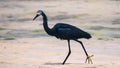 Black Dimorphic egret hunting in shallow waters