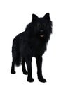 Black Dire Wolf. 3d illustration isolated on white background Royalty Free Stock Photo