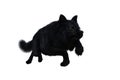 Black Dire Wolf running. 3d illustration isolated on white background Royalty Free Stock Photo