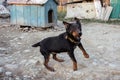 Black Doberman barking on the chain showing teeth and his anger Royalty Free Stock Photo