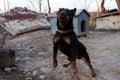 Black Doberman barking on the chain showing teeth and his anger Royalty Free Stock Photo