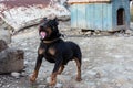 Black Doberman barking on the chain showing teeth and his anger Royalty Free Stock Photo