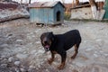 Black Doberman barking on the chain showing teeth and his anger Royalty Free Stock Photo