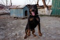 Black Doberman barking on the chain showing teeth and his anger Royalty Free Stock Photo