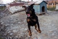 Black Doberman barking on the chain showing teeth and his anger Royalty Free Stock Photo