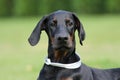 Black doberman dog face Royalty Free Stock Photo