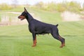 Black doberman dog is standing in profile Royalty Free Stock Photo