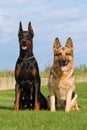 Black doberman and german sheep-dog