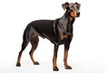 Doberman Guard dog clipart Royalty Free Stock Photo