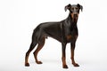 Doberman Guard dog clipart Royalty Free Stock Photo