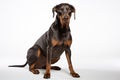 Doberman Guard dog clipart Royalty Free Stock Photo