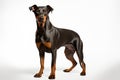 Doberman Guard dog clipart Royalty Free Stock Photo