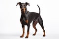 Doberman Guard dog clipart Royalty Free Stock Photo