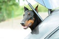 Black doberman pincher Royalty Free Stock Photo
