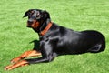 Black Doberman Pinscher male with intact ears Royalty Free Stock Photo