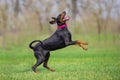 Black doberman portrait