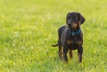 Black Doberman Puppy On The Grass