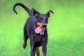 Black doberman portrait