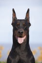 Black doberman