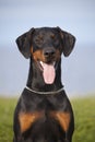 Black doberman