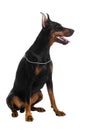 Black doberman on white Royalty Free Stock Photo