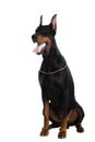 Black doberman on white Royalty Free Stock Photo