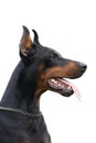 Black dobermann isolated over white Royalty Free Stock Photo