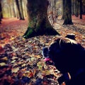 Black dog admiring the view Royalty Free Stock Photo