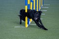 Black dog agility in action. The dog is crossing the slalom sticks on synthetic grass track.