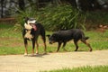 Black dog with Another black dog is sneaking up on him