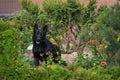 Black dog barking in the garden, pet outdoor