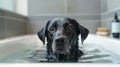 The black dog in bathtub.AI generated image Royalty Free Stock Photo