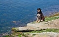 Black dog on the beach Royalty Free Stock Photo