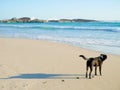 Black dog on the beach Royalty Free Stock Photo